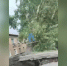 Воскресный ураган с корнем вырвал тополь на Красной горке - Prokopievsk.ru
